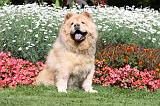 CHOW CHOW 383